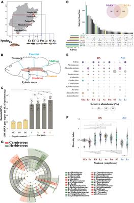 Multi-dimensional investigation and distribution characteristics analysis of gut microbiota of different marine fish in Fujian Province of China